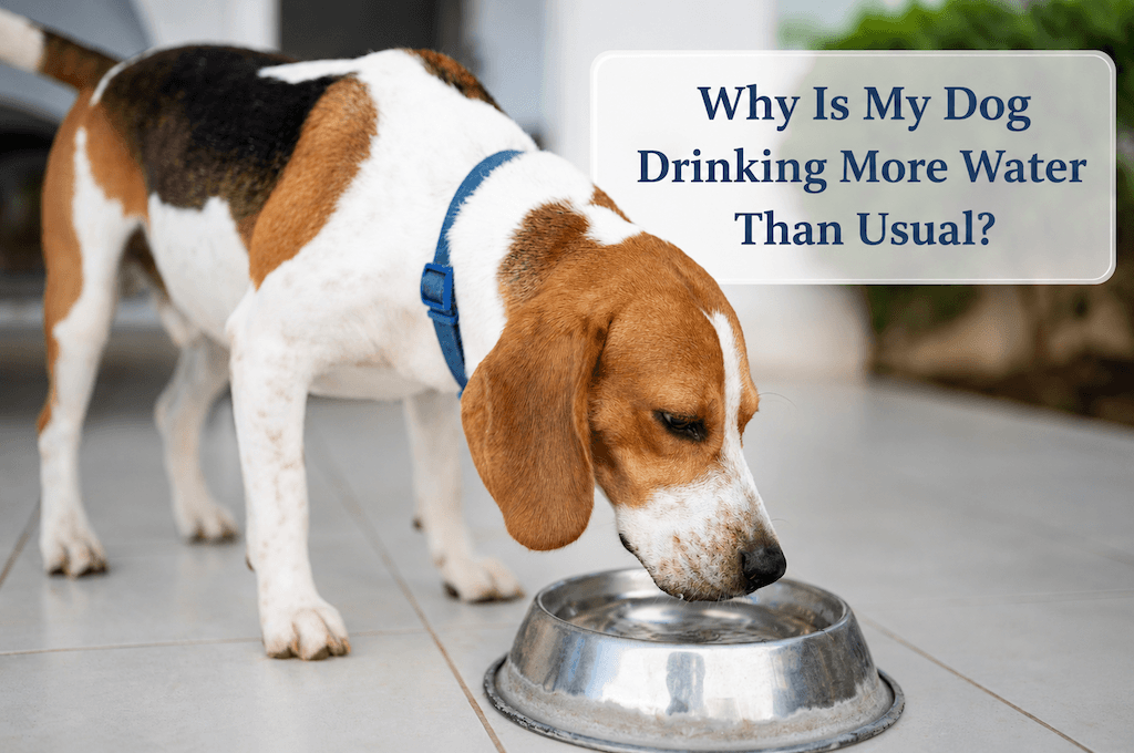 Why Is My Dog Drinking More Water Than Usual? Why Is My Dog Drinking More Water Than Usual?